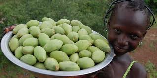 Water once a week, when giving water, always keep in mind that once the water near the tree is dry, give it water again. Shea Butter Africa S Markets