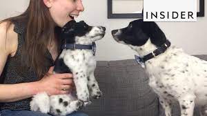 How To Make Custom Stuffed Animals Of Your Pets Custom Stuffed Animal Pets Dog Toys Indestructable