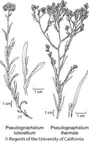 Image result for Pseudognaphalium luteo-album