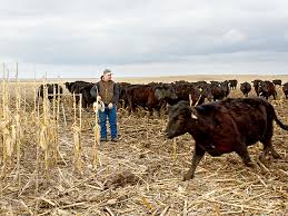 We did not find results for: Standing Corn Grazer