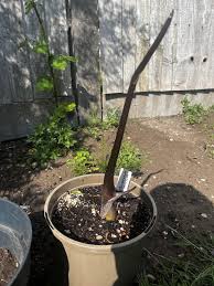 Image result for Sauromatum venosum