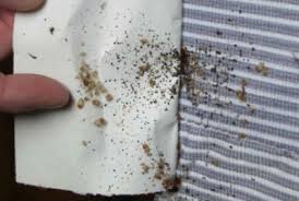 The smell can be detected by dogs trained to detect the odor. 5 Common Bed Bug Myths Ehrlich Pest Control Blog