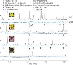 Image result for Corycium dracomontanum