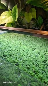 Salvinia Minima £5 a jar NG16