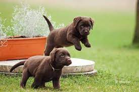 Chocolate golden retriever puppies cute labrador puppy. Pin On Pets