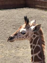 After becoming pregnant, at animal adventure park she became a viral sensation in february 2017 while being monitored by a live stream. 33 Best Pics On April Tajiri Oliver The Giraffe And Allysa Jordan April The Giraffe Eating Carrots Giraffe Animal Adventure Park Animals