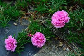 The cedar avenue of nikko, the most famous and stretching for many kilometres, was planted 400 years ago. Portulaca Grandiflora Flower Or Sun Plant Many Common Names Stock Photo Picture And Royalty Free Image Image 141474605
