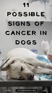 Maybe you would like to learn more about one of these? 11 Dog Doctor Ideas Dog Care Dogs Dog Love