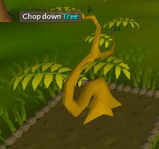 Fruit trees do not need to be pruned to produce fruit. Fruit Trees Osrs How Long Do Fruit Trees Take To Grow