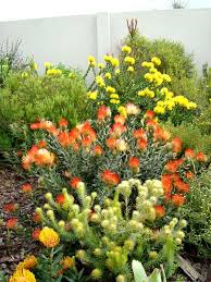 Pin By Helena Gerstner On Landscape Ideas Native Garden Australian Native Garden Plants