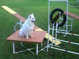 We did not find results for: Dog Agility Equipment Construction Instruction Booklet Etsy