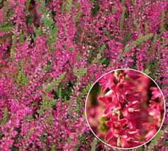 Вереск обыкновенный (calluna vulgaris l.). Kustarnik Veresk Posadka I Uhod Opisanie Rasteniya S Foto Sposoby Razmnozheniya I Poleznye Svojstva