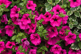 Growing petunias from seed as opposed to transplants. How To Grow Petunias In Your Garden 5 Care Tips For Petunias 2021 Masterclass
