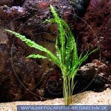 It can grow to a substantial size, so it is an excellent plant for the medium to large aquarium. Cryptocoryne Crispatula Var Balansae Alias Grasblattriger Wasserkelch Hippocampus Bildarchiv