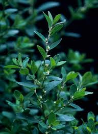 Image result for Polygonum aviculare