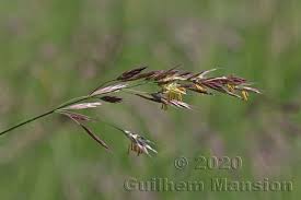 Image result for Bromus  erectus