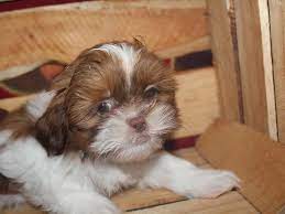 Browse thru our id verified puppy for sale listings to find your perfect puppy in your area. Shih Tzu Dog Male Red White 2545995 Pet City Houston