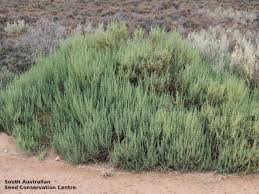 Image result for Halosarcia indica