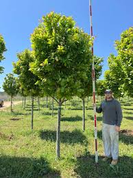 Image result for Pearsonia cajanifolia