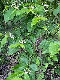 Image result for Holarrhena