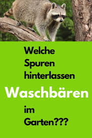 Welche Spuren Hinterlassen Waschbaren Im Garten Weisst Du Es Waschbar Im Garten Bar Garten