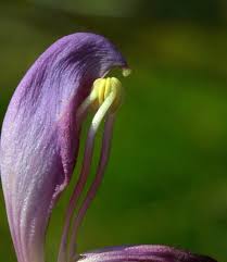 Image result for Micrargeriella