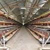 Review kandang koloni untuk indukan ayam kampung dengan ukuran 2 x 2 meter yang idealnya memuat 1 pejantan dan 5. 1