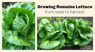 Check spelling or type a new query. Growing Romaine Lettuce A Guide From Seed To Harvest