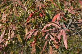 Image result for Faurea rochetiana