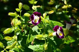 Image result for Linderniaceae