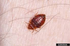 Image result for Bed Bug