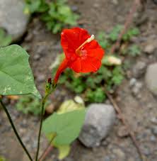 Image result for Ipomoea tenuipes