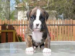 Wondering how big a boxer pit mix can get? Great Dane Boxer Mix Puppies For Sale Petsidi