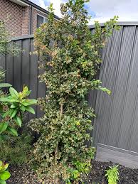 Whats the best treatment for scale and (I think) sooty mould on my Lilly  Pilly?Google says detergent. Does that literally mean morning fresh etc?  Should I give it a hard prune? Is