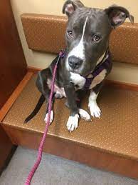 Madison Pet Clinic 1631 S Madison St Webb City Mo Veterinarians - Mapquest