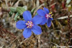 Image result for Lysimachia monelli