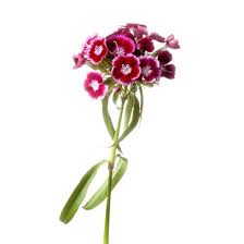 Hummingbirds are attracted to brightly colored flowers, including yellow, orange, pink and purple, but they are attracted to red more than any other color, as red seems to be an indicator of food to these small birds. Dianthus Flowers We Love Flower Style Magazine
