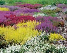 10 Mixed Colourful Heather Plants Collection Heathers In 9cm Pots Heather Plant Heather Gardens Plants
