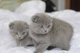 top 5 british shorthair photo yavru kediler kedi komik kediler
