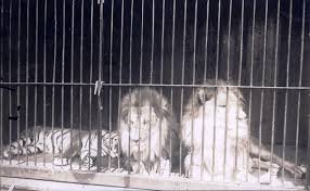 The tigers likely entered northern india from the eastern end of the himalayas, through burma, and started spreading throughout the area, before the lions likely entered northern india from balochistan or persia, and spread to places like the bengal and the nerbudda river. Tiger Versus Lion Wikipedia