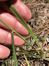 Image result for Ctenium