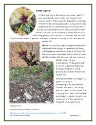 Image result for Orbea lugardii