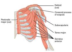 Pathomechanics of cuff tears ; Subscapularis Muscle Wikipedia