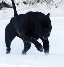 Check spelling or type a new query. Ù‚ÙˆÛŒ ØªØ±ÛŒÙ† Ø³Ú¯ Ø¯Ù†ÛŒØ§ Ú†Ù‡ Ù†Ø§Ù… Ø¯Ø§Ø±Ø¯ Ù…Ø¹Ø±ÙÛŒ Ù‚ÙˆÛŒ ØªØ±ÛŒÙ† Ù†Ú˜Ø§Ø¯ Ø¨Ø±Ø§ÛŒ Ø¯Ø¹ÙˆØ§ Happypet