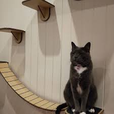 Cat Platform Swing Bridge Original Platform Swing Cats Birch Ply
