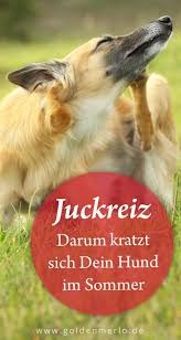 juckreiz von fruhjahr bis herbst kratzt juckt und beisst sich dein hund im sommer besonders haufig konnen grasmilben die ursa grasmilben hund juckreiz hunde