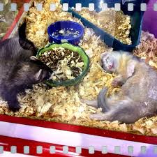 Maybe you would like to learn more about one of these? Photos At Beverly S Pet Center 6 Tips From 239 Visitors