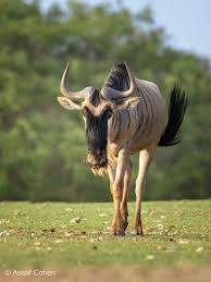 Wildebeest Hayvanlar Alemi Ve Hayvanlar