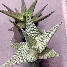 Image result for Aloe wildii