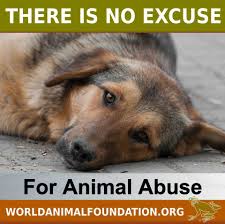 Doggies Playground Fairyland Animal Companions Animal Abuse Animals